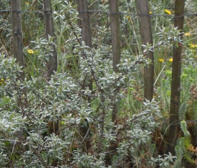 Hippophae rhamnoides, photographed by Jon Mortin