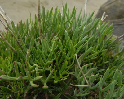 Crithmum maritimum, photographed by Jon Mortin