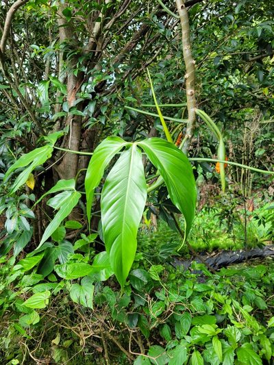 Philodendron anisotomum, photographed by Jake Rehage