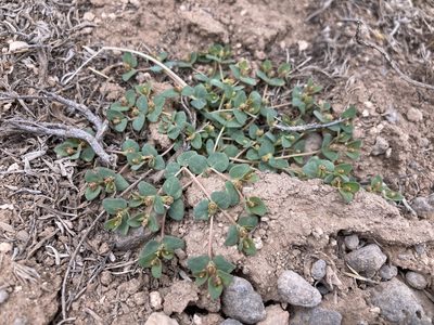 Euphorbia fendleri, photographed by Cecelia Alexander