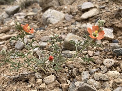 Sphaeralcea coccinea, photographed by Cecelia Alexander
