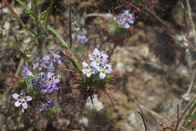 Navarretia jepsonii, photographed by Arvel Hernandez