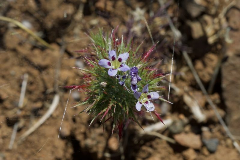 Navarretia jepsonii, photographed by Arvel Hernandez