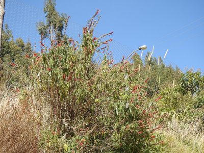 Salvia haenkei, photographed by Naturalist Tours