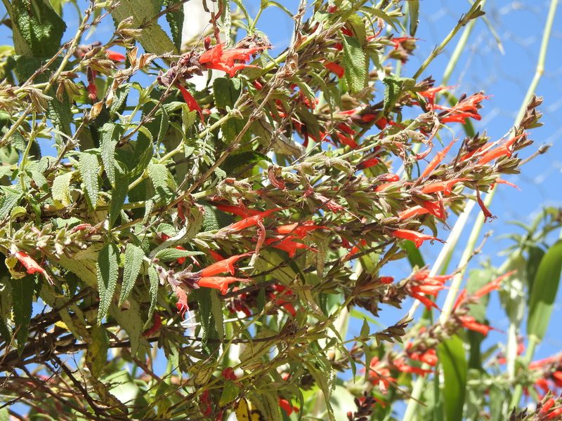 Salvia haenkei, photographed by Naturalist Tours