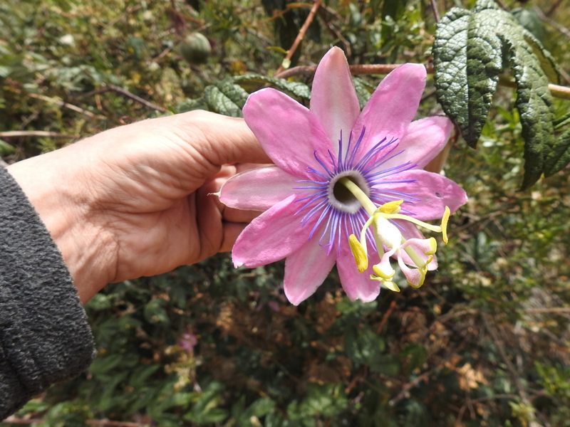 Passiflora pinnatistipula, photographed by Naturalist Tours