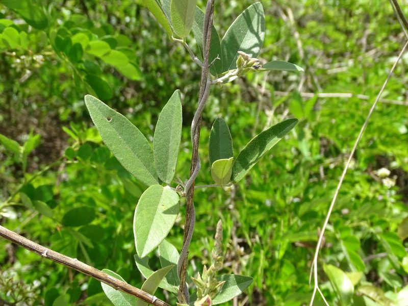 Galactia striata, photographed by Alexis López Hernández