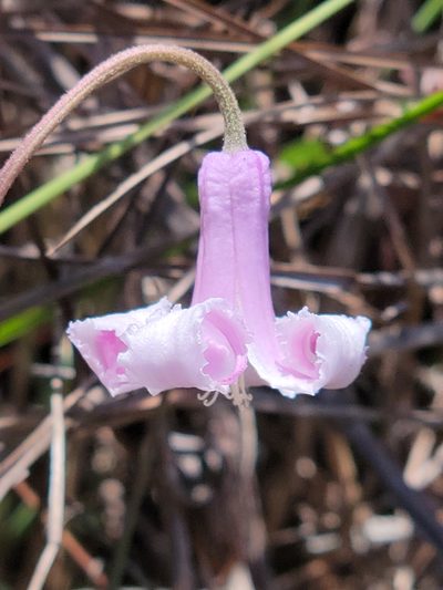 Clematis baldwinii, photographed by Jay Horn