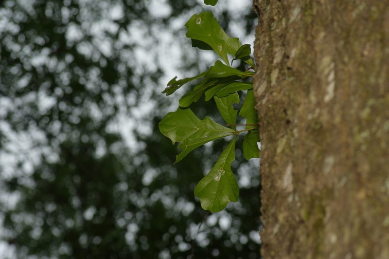 Quercus nigra, photographed by Michelle W. （鍾偉瑋）