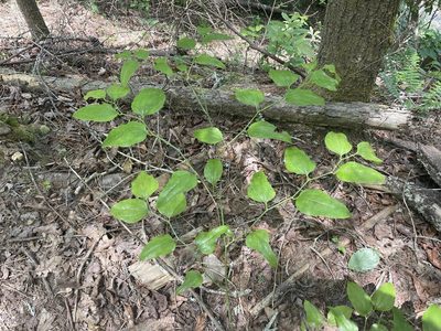 Smilax tamnoides, photographed by lejones417