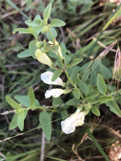 Scutellaria californica, photographed by gretchenparadis
