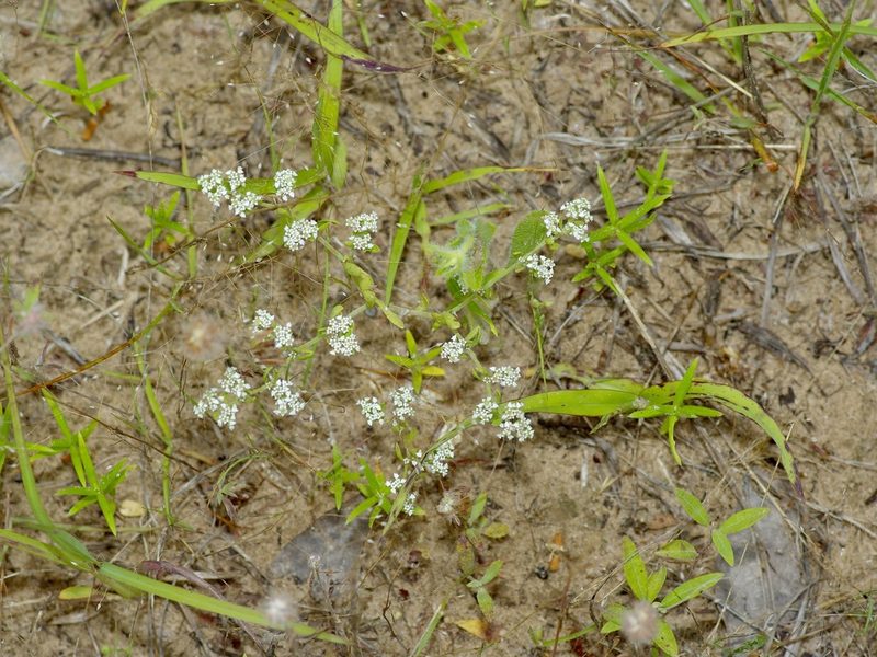 Paronychia drummondii, photographed by Michelle W. （鍾偉瑋）