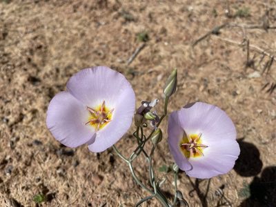 Calochortus flexuosus, photographed by Dee Shea Himes