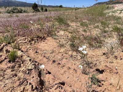 Calochortus nuttallii, photographed by Dee Shea Himes