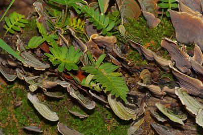 Pleopeltis michauxiana, photographed by Michelle W. （鍾偉瑋）