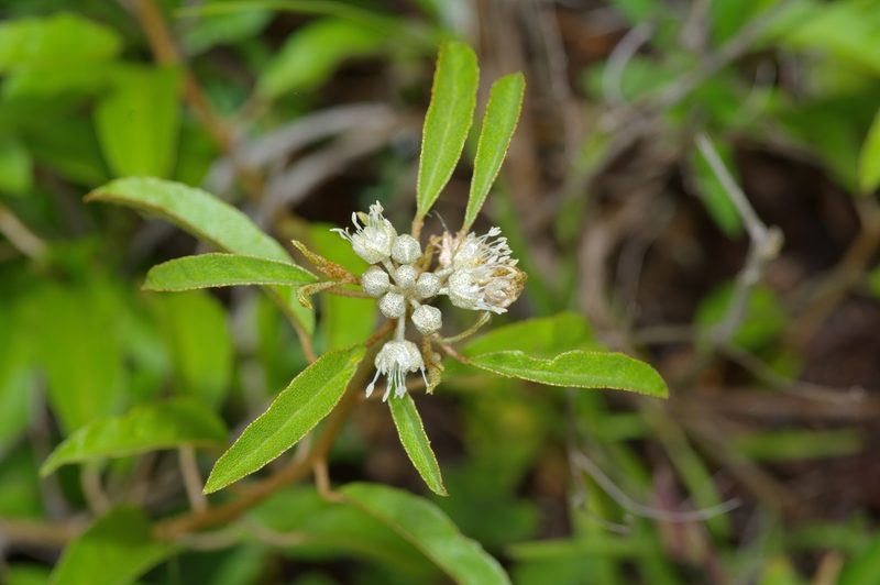 Croton argyranthemus, photographed by Michelle W. （鍾偉瑋）