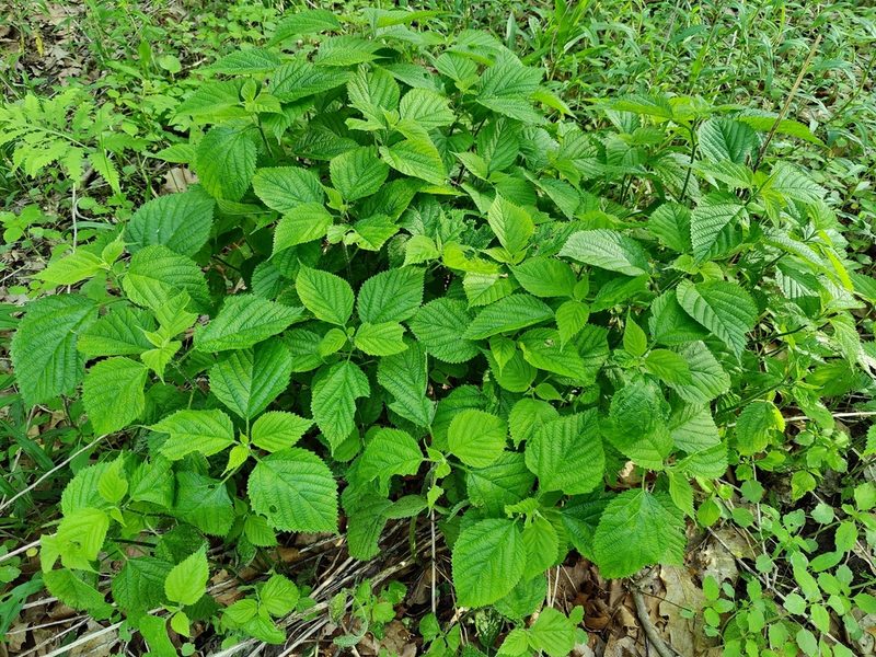 Laportea canadensis, photographed by Gus