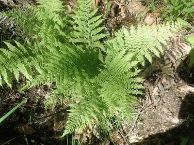 Athyrium angustum, photographed by Lynn Harper