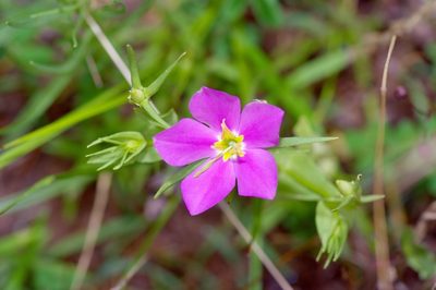 Sabatia campestris, photographed by Michelle W. （鍾偉瑋）