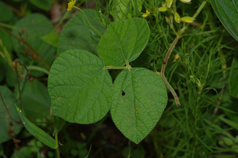Rhynchosia latifolia, photographed by Michelle W. （鍾偉瑋）
