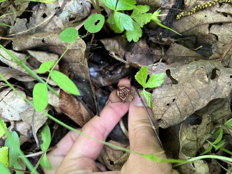 Asarum reflexum, photographed by Nathan Aaron