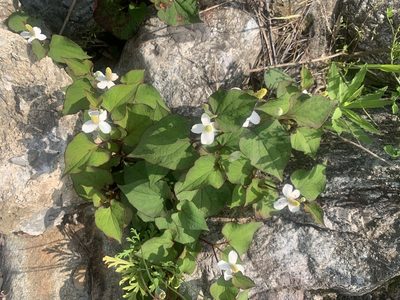 Houttuynia cordata, photographed by 岸本年郎