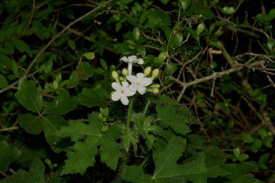 Cnidoscolus texanus, photographed by Michelle W. （鍾偉瑋）