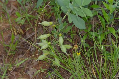 Baptisia leucophaea, photographed by Michelle W. （鍾偉瑋）