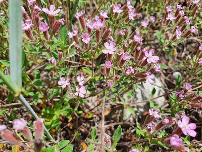Saponaria ocymoides, photographed by hecklemore