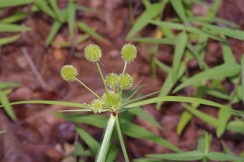 Cyperus echinatus, photographed by Michelle W. （鍾偉瑋）