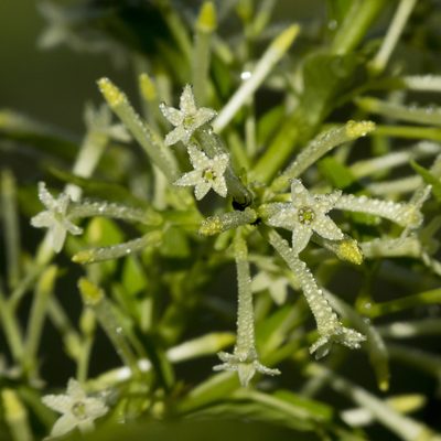 Cestrum nocturnum, photographed by Manuel Ortiz