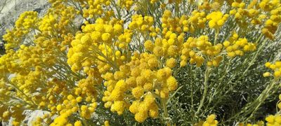 Helichrysum stoechas, photographed by Santiago Martín-Bravo