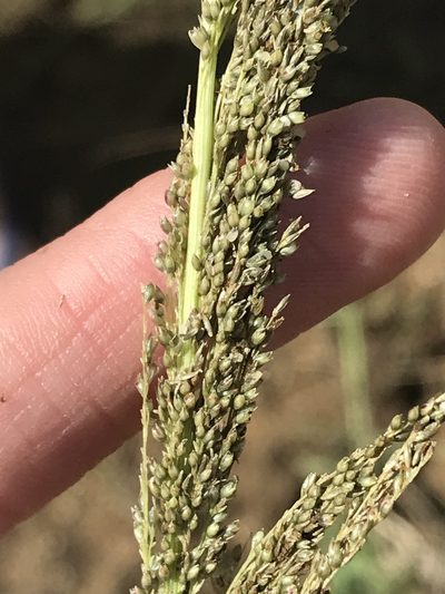 Sporobolus pyramidatus, photographed by Ryan Donnelly