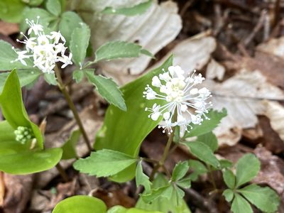 Panax trifolius, photographed by maureen_c-m