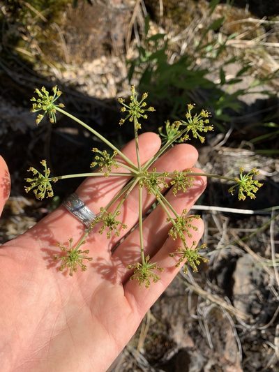 Lomatium howellii, photographed by Kate Manning