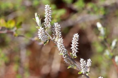 Salix candida, photographed by Carol Ann Vermeer