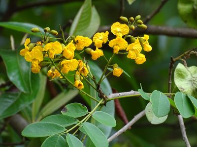 Pterocarpus rohrii, photographed by Alexis López Hernández