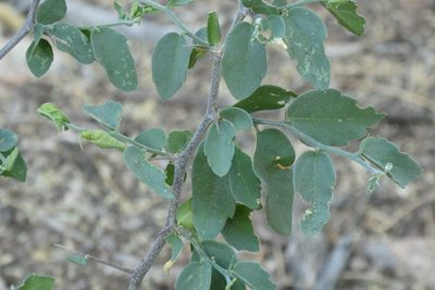 Celtis pallida, photographed by Precambrian Rabbit