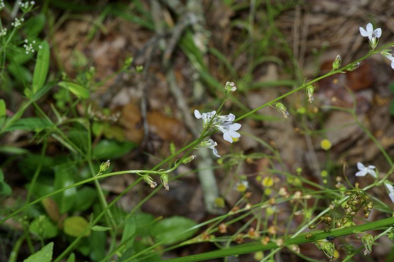 Lobelia appendiculata, photographed by Michelle W. （鍾偉瑋）