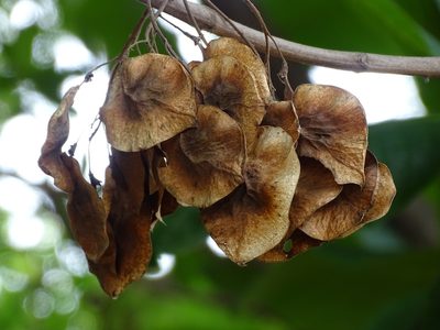 Pterocarpus rohrii, photographed by Alexis López Hernández