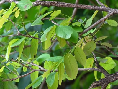 Pterocarpus rohrii, photographed by Alexis López Hernández
