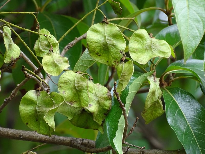 Pterocarpus rohrii, photographed by Alexis López Hernández