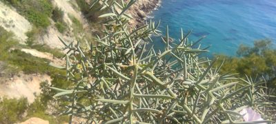 Asparagus horridus