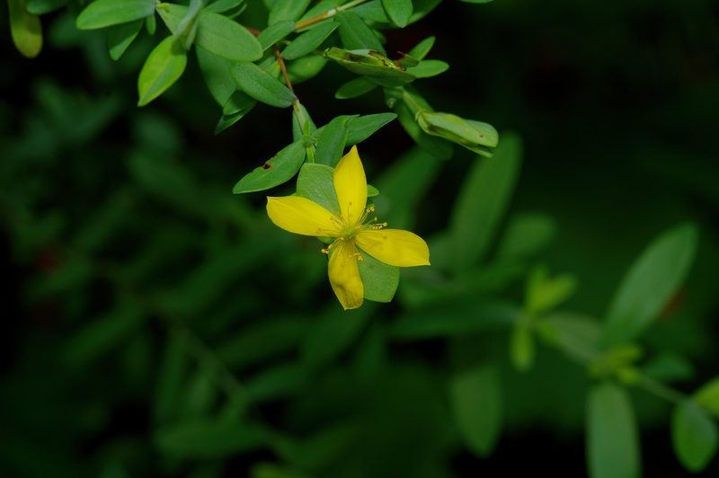 Hypericum hypericoides, photographed by Michelle W. （鍾偉瑋）