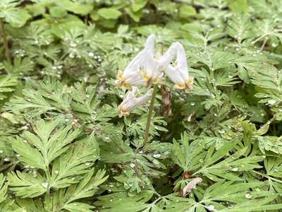 Dicentra cucullaria, photographed by maureen_c-m
