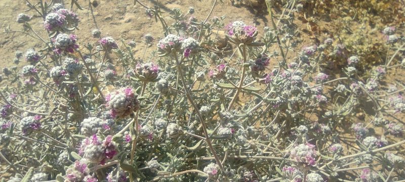 Teucrium capitatum, photographed by Santiago Martín-Bravo