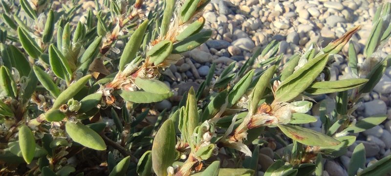 Polygonum maritimum, photographed by Santiago Martín-Bravo