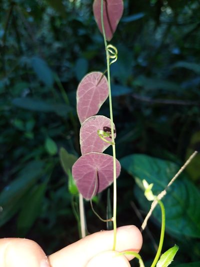 Tropaeolum longifolium, photographed by Daniel Mesa