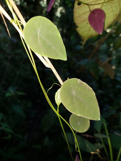 Tropaeolum longifolium, photographed by Daniel Mesa