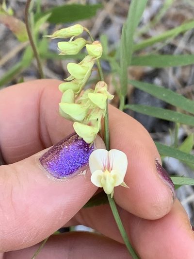 Lathyrus delnorticus, photographed by Kate Manning